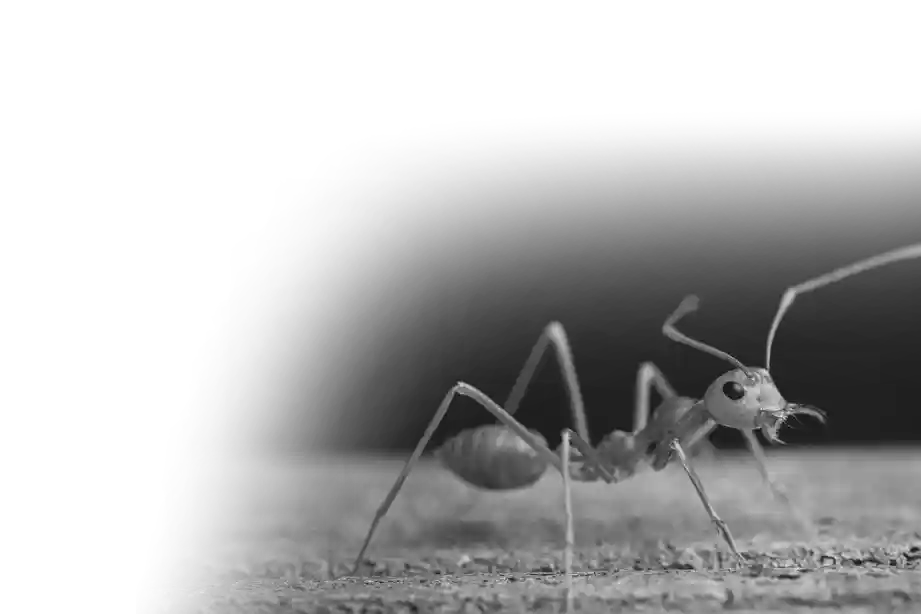 Ant