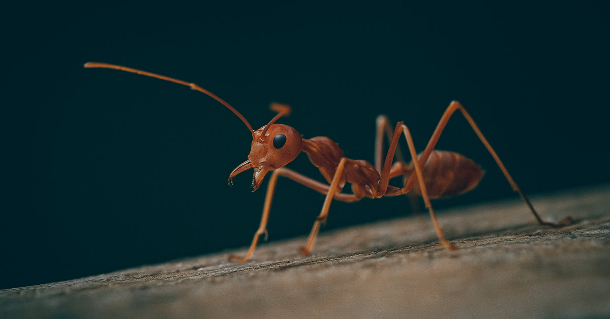 Ant close-up