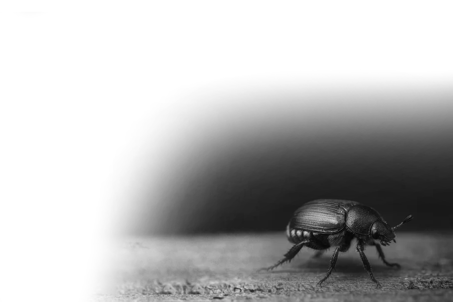 Beetle