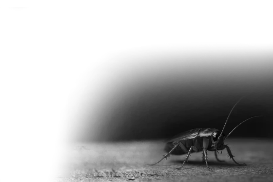 Cockroach
