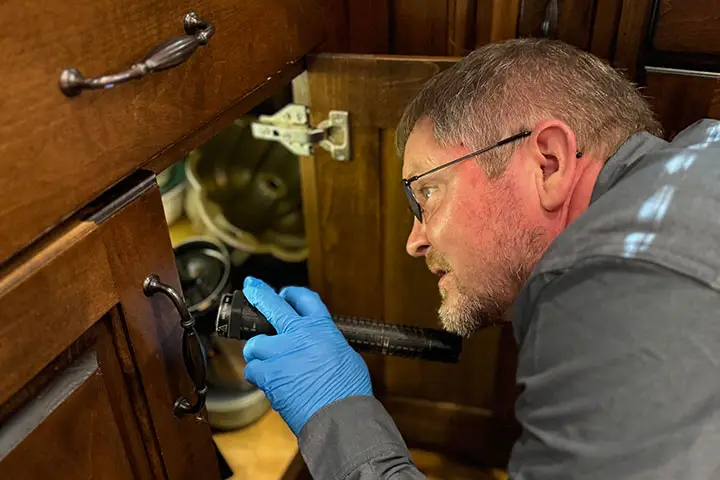 Pest Control Consultation