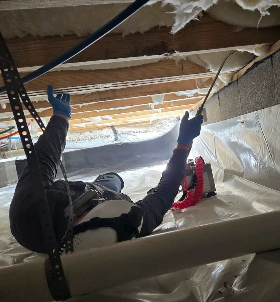 Professional termite treatment application