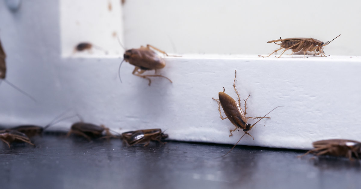 Close-up of roaches in commercial kitchen